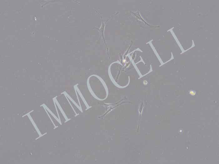 小鼠膀胱细胞细胞图片