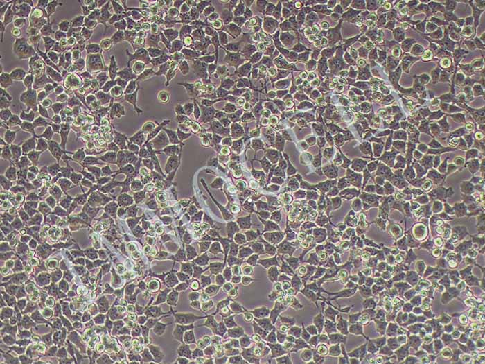 RSC96细胞细胞图片