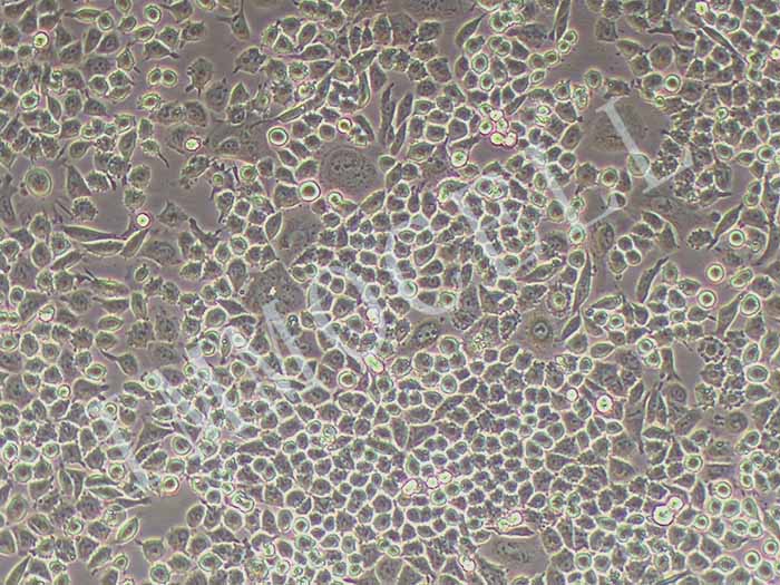 HCT-15细胞图片