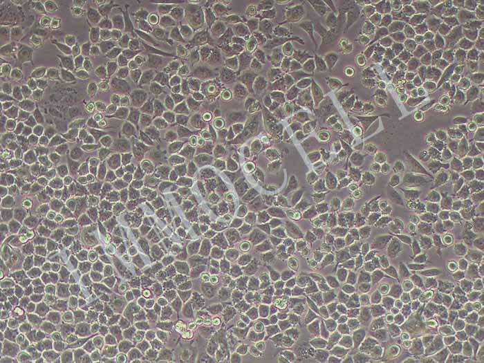 HCT-15细胞图片