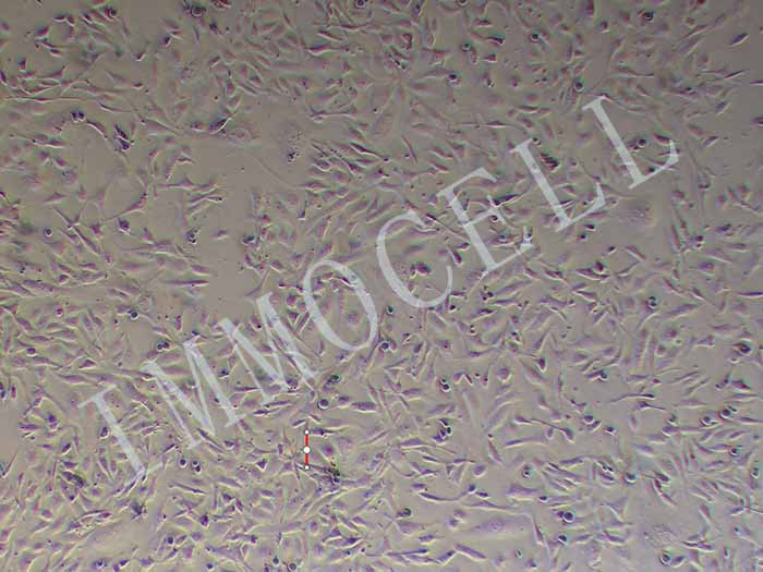 HS-5细胞图片