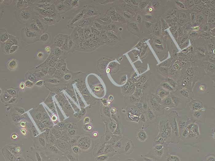 SCC-9细胞图片
