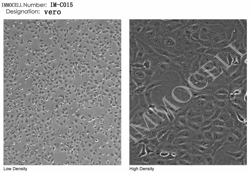 逸漠细胞库vero细胞图片