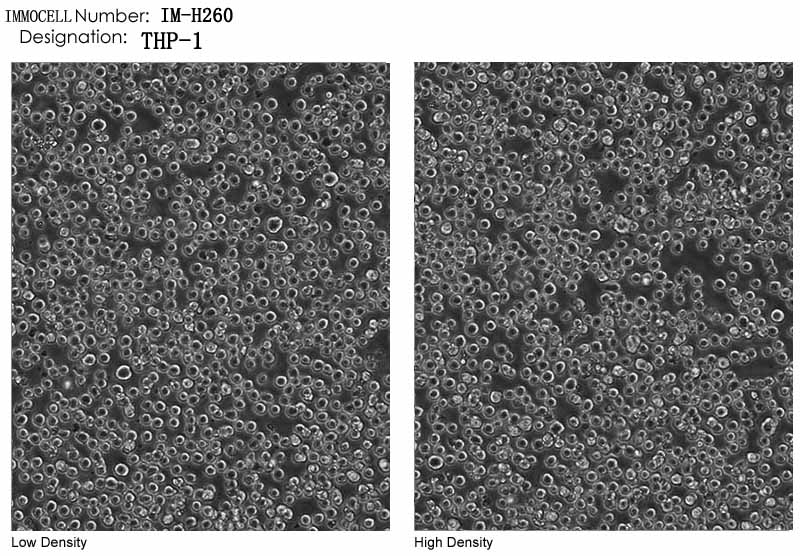 逸漠细胞库THP-1细胞图片