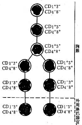 图1T细胞在胸腺內成熟过程中表面标记的变化