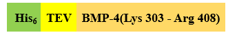 Recombinant Human BMP4 is expressed from Escherichia coli