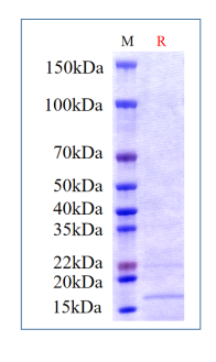 Human BMP4, premium grade on SDS-PAGE under reducing (R) condition. 