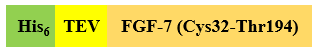 Recombinant Human FGF-7/KGF-1 is expressed from Escherichia coli