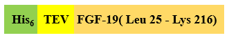 Recombinant Human FGF-19 is expressed from Escherichia coli