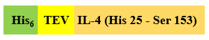 Recombinant Human IL-4 is expressed from Escherichia coli