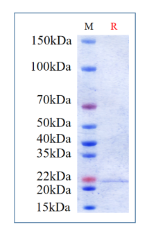 image.png Human IL-4, His Tag on SDS-PAGE under reducing (R) condition