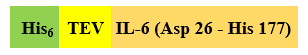 Recombinant Human IL-7 is expressed from Escherichia coli