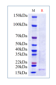 Human IL-7, His Tag on SDS-PAGE under reducing (R) condition