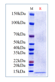 Human EGF, His Tag on SDS-PAGE under reducing (R) condition