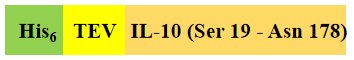 Recombinant Human IL-10 is expressed from Escherichia coli