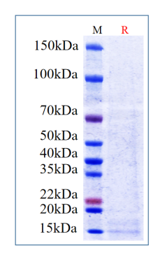 Human IL-15, His Tag on SDS-PAGE under reducing (R) condition