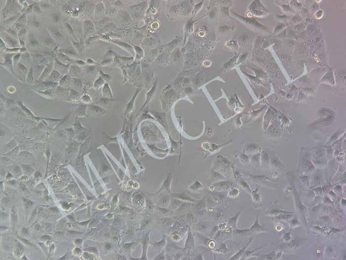 Calu-1-LUC-EGFP细胞图片