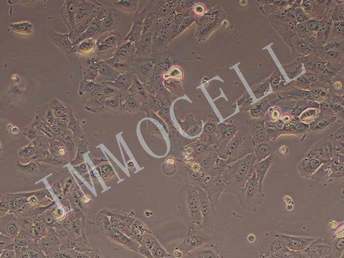 SK-MES-1细胞图片