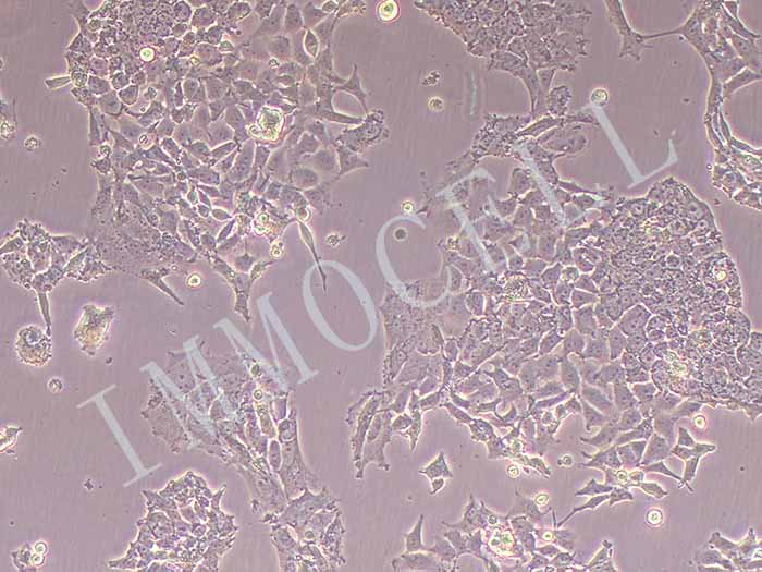 D283 Med细胞图片