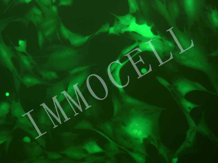 U87MG-LUC-EGFP细胞图片