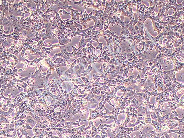 MLE-12小鼠肺上皮细胞