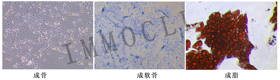 大鼠肌腱干细胞三系分化图