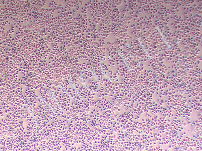 McA-RH7777细胞图片