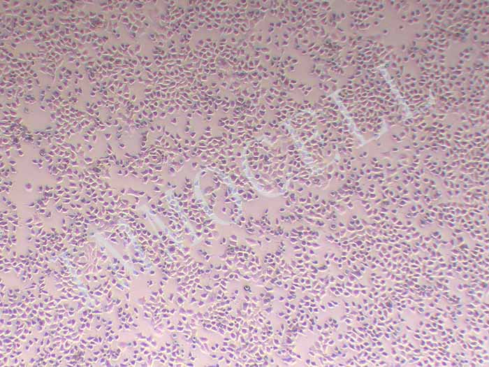 McA-RH7777细胞图片