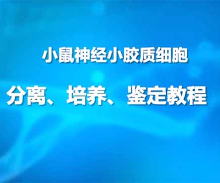 第一节：小鼠神经小胶质细胞分离、培养、鉴定教程