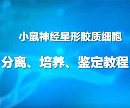 第二节：小鼠神经星形胶质细胞分离、培养、鉴定教程