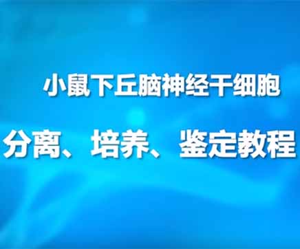 第三节：小鼠下丘脑神经干细胞分离、培养、鉴定教程