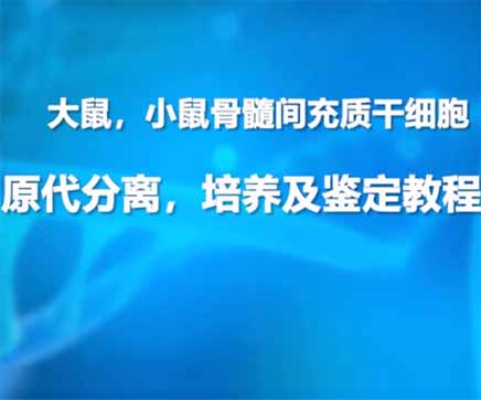 第二节：大鼠/小鼠骨髓间充质干细胞原代分离，培养及鉴定