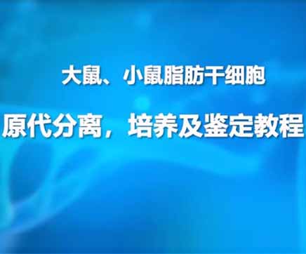 第一节：大鼠小鼠脂肪干细胞原代分离，培养及鉴定