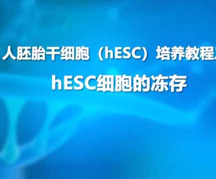 hESC细胞培养教程第三节：hESC细胞冻存