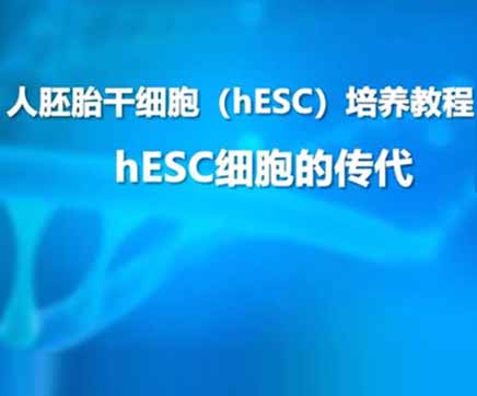 hESC细胞培养教程第四节：hESC细胞传代