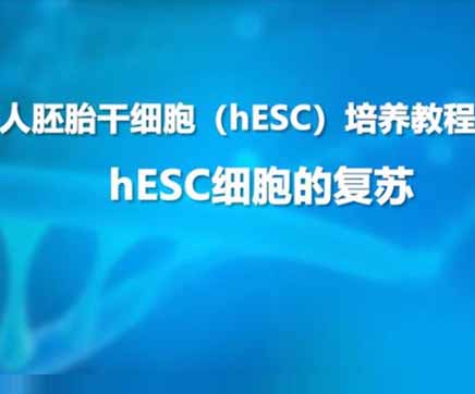 hESC细胞培养教程第二节：hESC细胞复苏