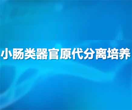 第一节：小鼠小肠类器官原代分离培养教程