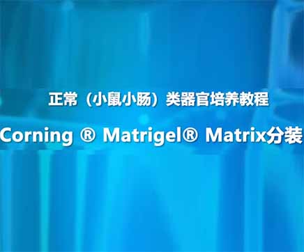 第五节：小鼠Corning ® Matrigel® Matrix分装教程