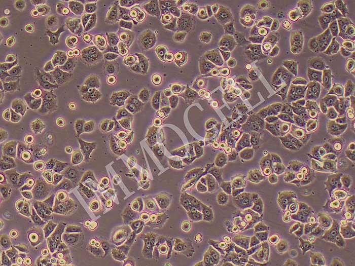 NCI-H2126细胞图片