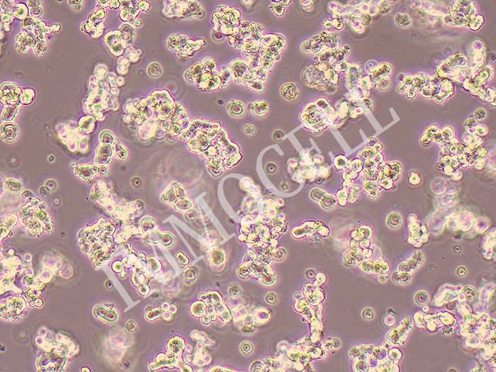 NCI-H82 人小细胞肺癌细胞