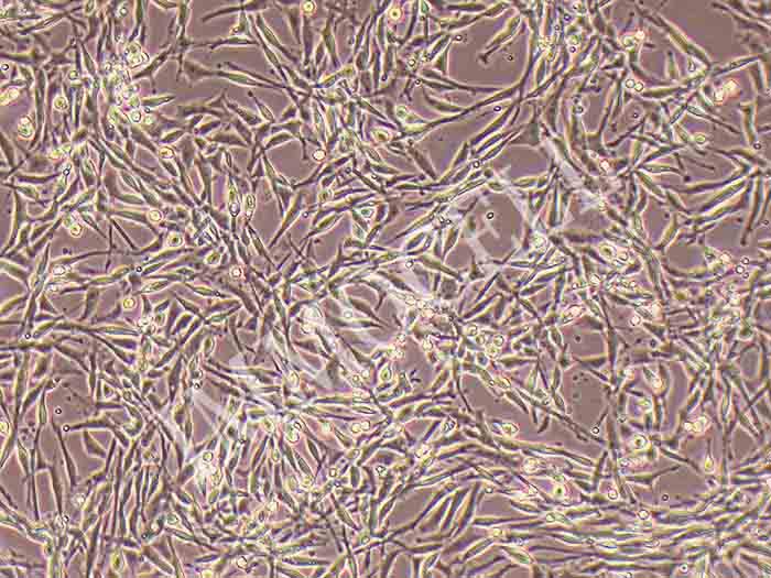 PC-12高分化细胞图片