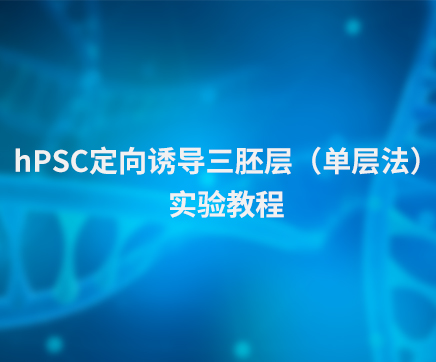 hPSC 定向诱导三胚层（单层法）实验教程