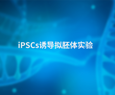 iPSCs诱导拟胚体实验