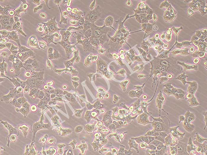 HEC-1-B细胞图片