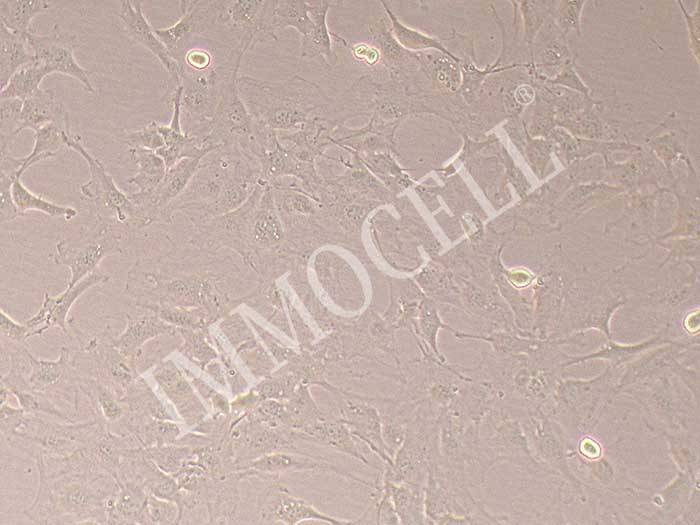 MC3T3-E1 Subclone 14细胞图片