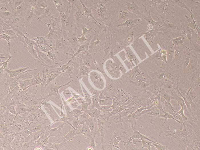 MC3T3-E1 Subclone 14细胞图片