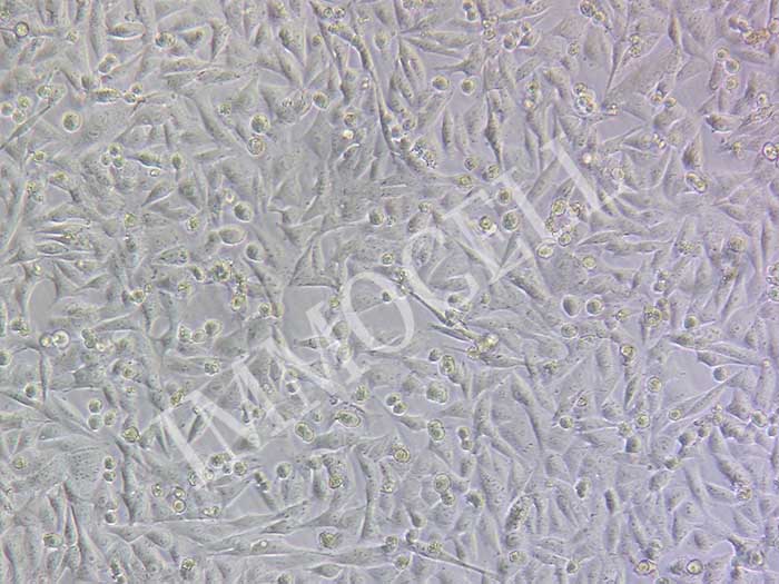 A375-LUC-EGFP细胞图片