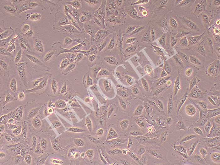 NP69细胞细胞图片