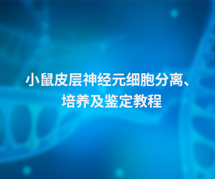 小鼠皮层神经元细胞分离、培养及鉴定教程