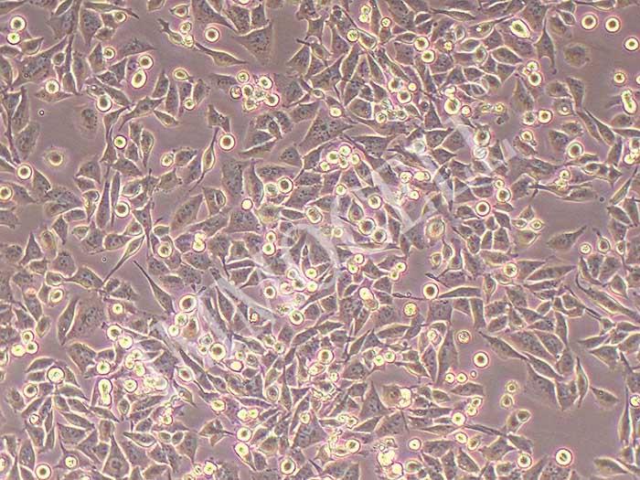 calu-6细胞图片